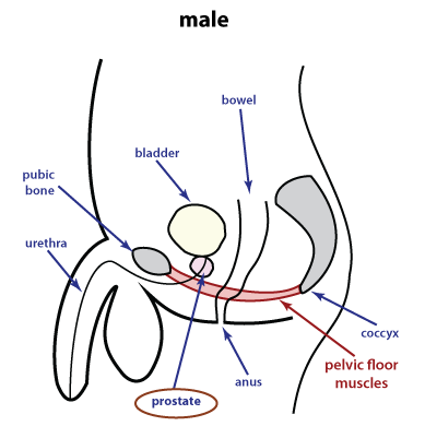 The prostate and prostate cancer