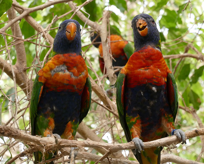 RDPI Thriving together RDPI Thriving together